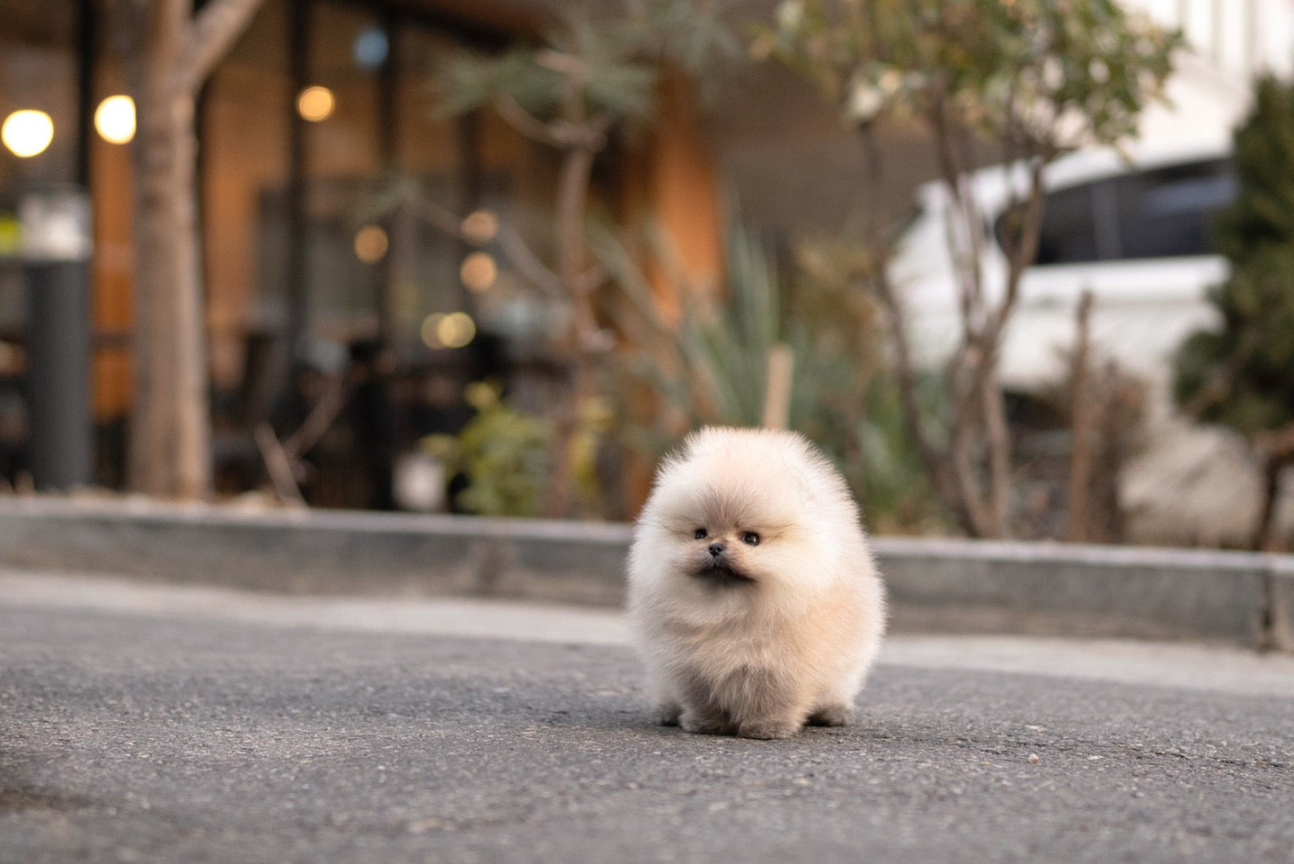 POMERANIAN_ROSE