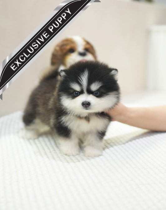 POMSKY_CUTIE