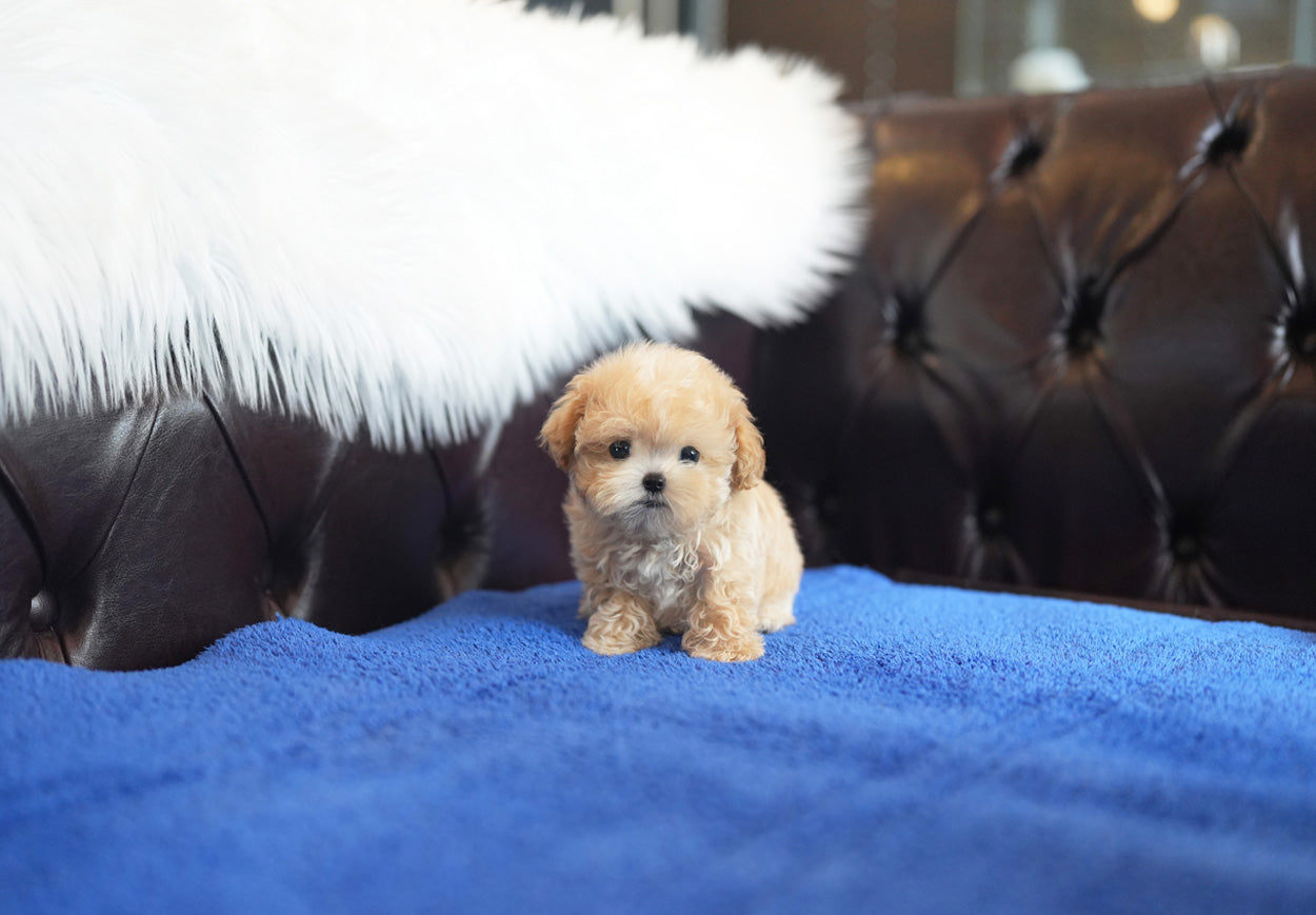 MALTIPOO_PEPE
