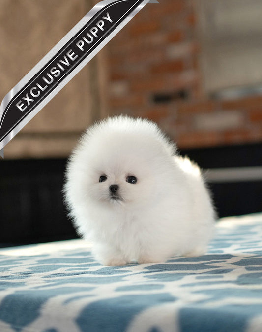 POMERANIAN_LILI