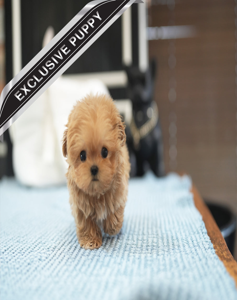 MALTIPOO_RAKI