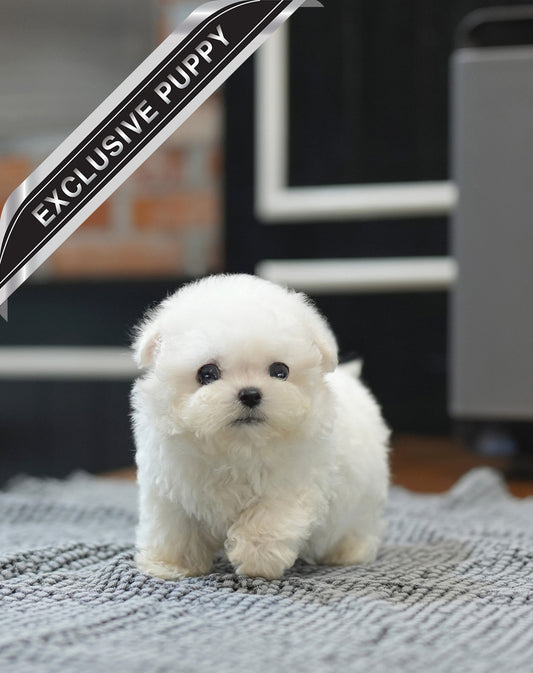 BICHON_YOON