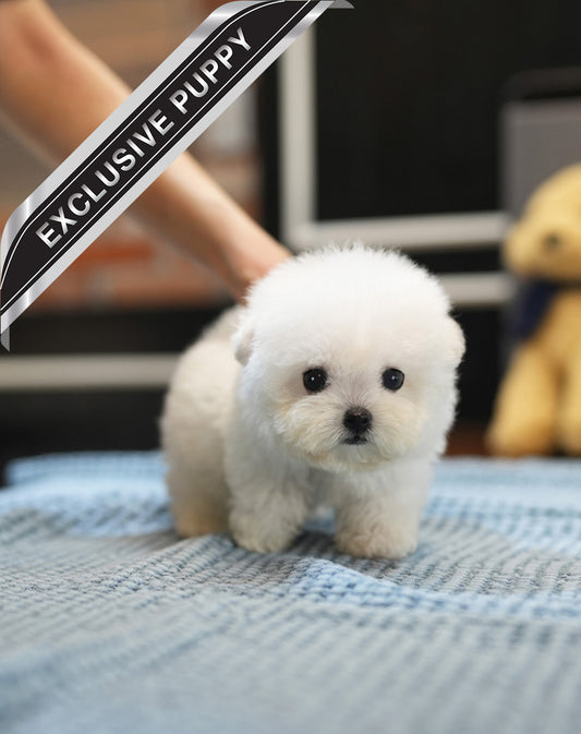 BICHON_SONY