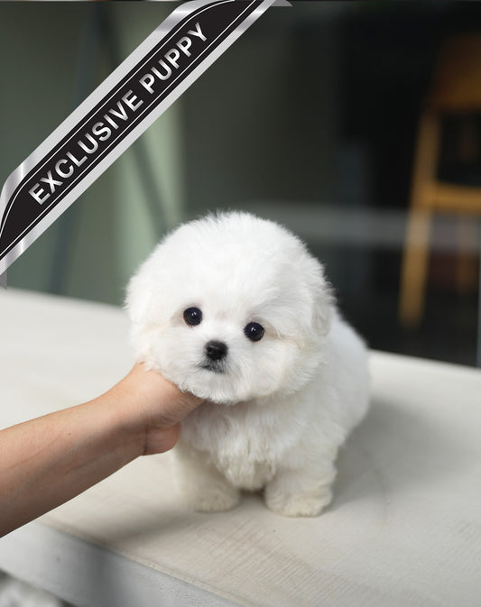 BICHON_FENDI
