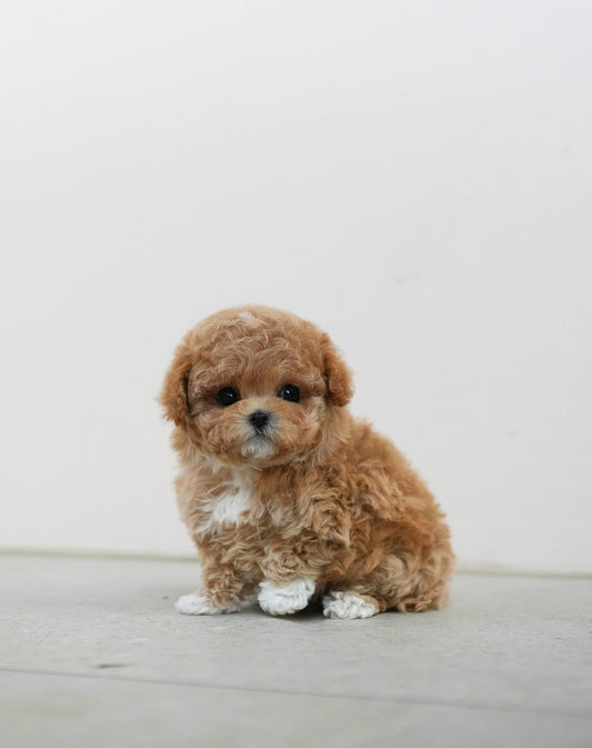 POODLE_KONGSOOK