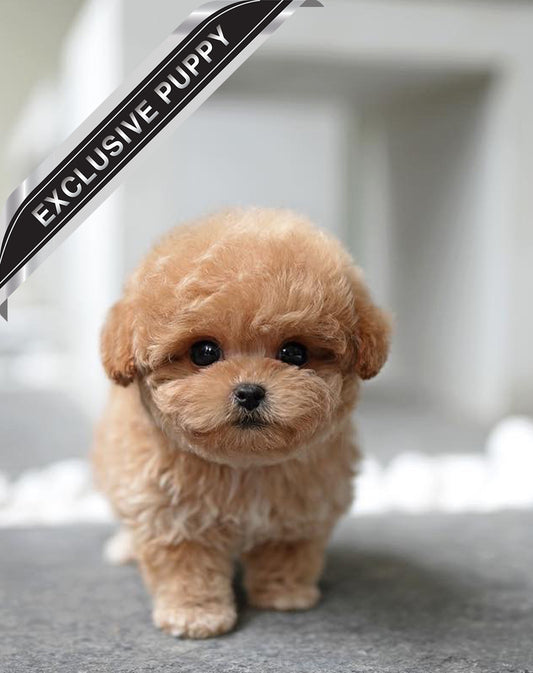 POODLE_HODOO