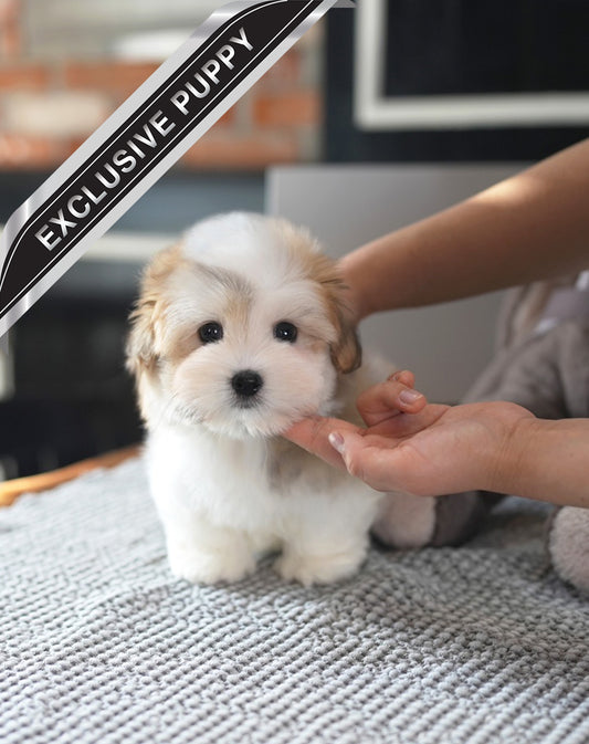 COTON DE TULEAR_MOKA