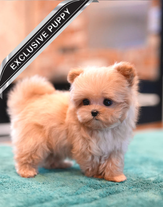 MALTIPOO_JULY