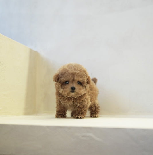 POODLE_NARI