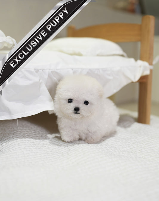 BICHON_BLANC