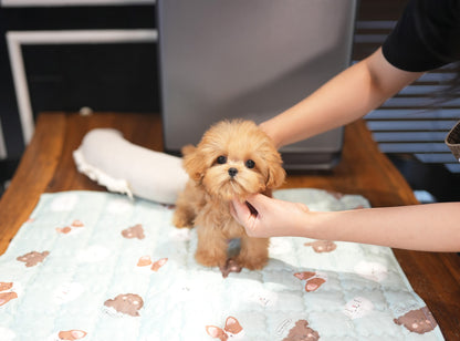 MALTIPOO_KAO