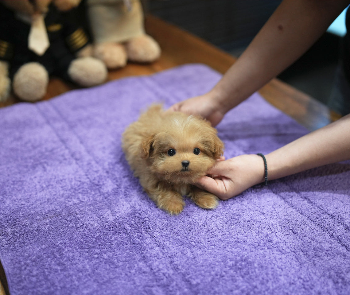 MALTIPOO_MAY