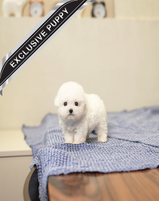 BICHON_IRIS