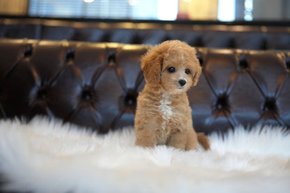 GOLDENDOODLE_MOCHA