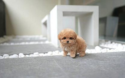 POODLE_HODOO
