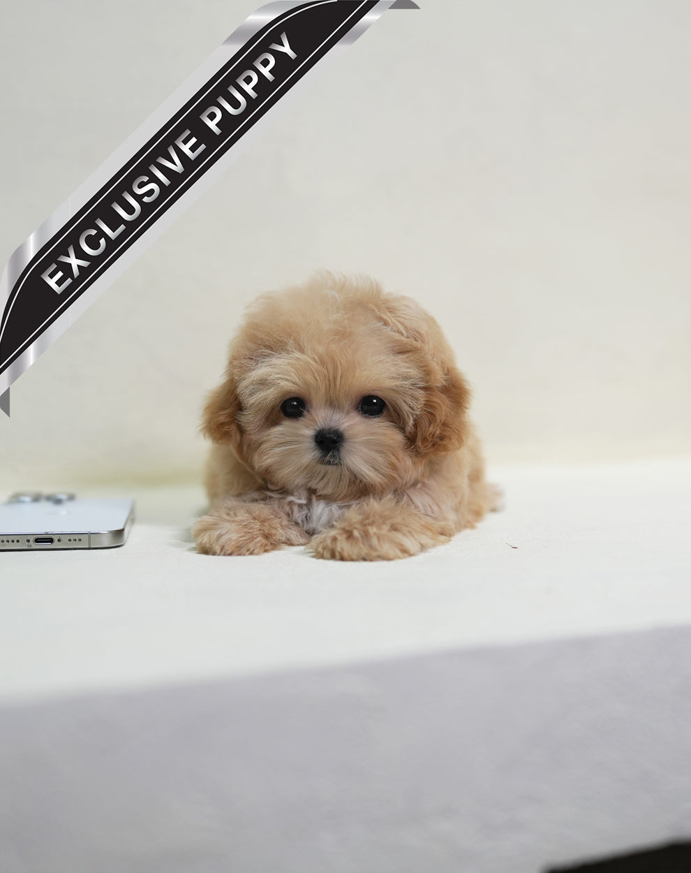 MALTIPOO_BERRY