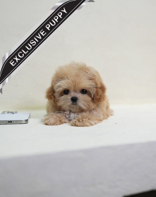 MALTIPOO_BERRY