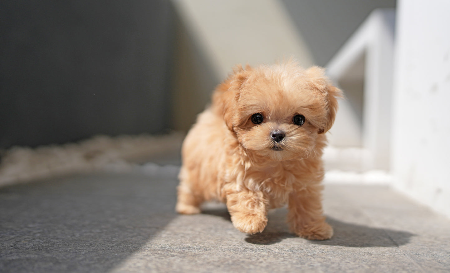 MALTIPOO_JUMONG