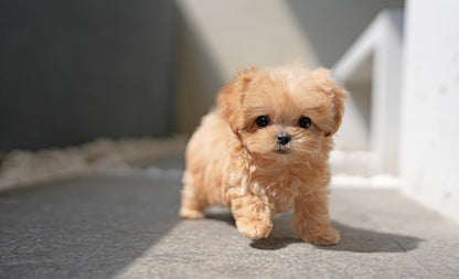 MALTIPOO_JUMONG