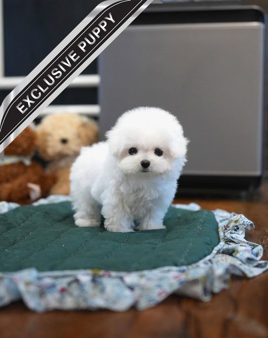 BICHON_SATO