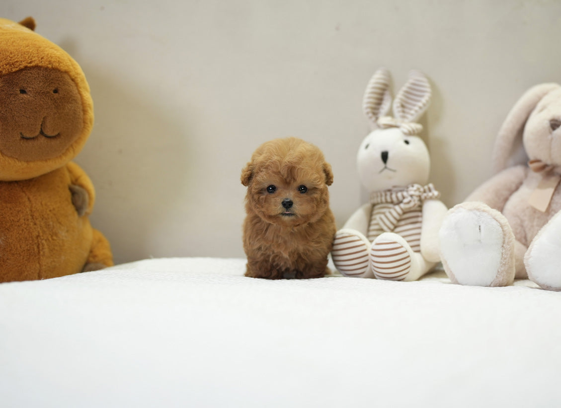 POODLE_JELLY