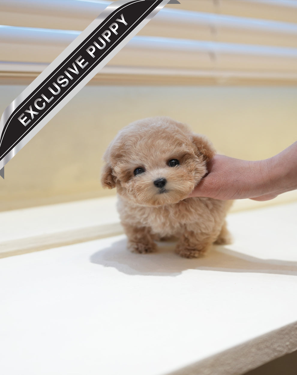 POODLE_COUS