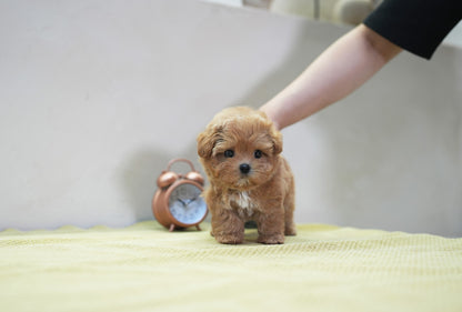 MALTIPOO_UYU