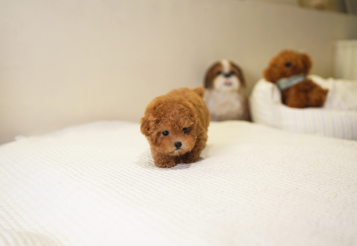 POODLE_SORA