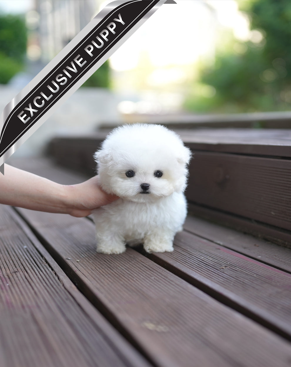 BICHON_PPUKKU
