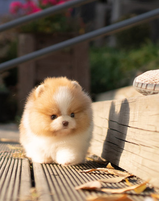 POMERANIAN_MAO