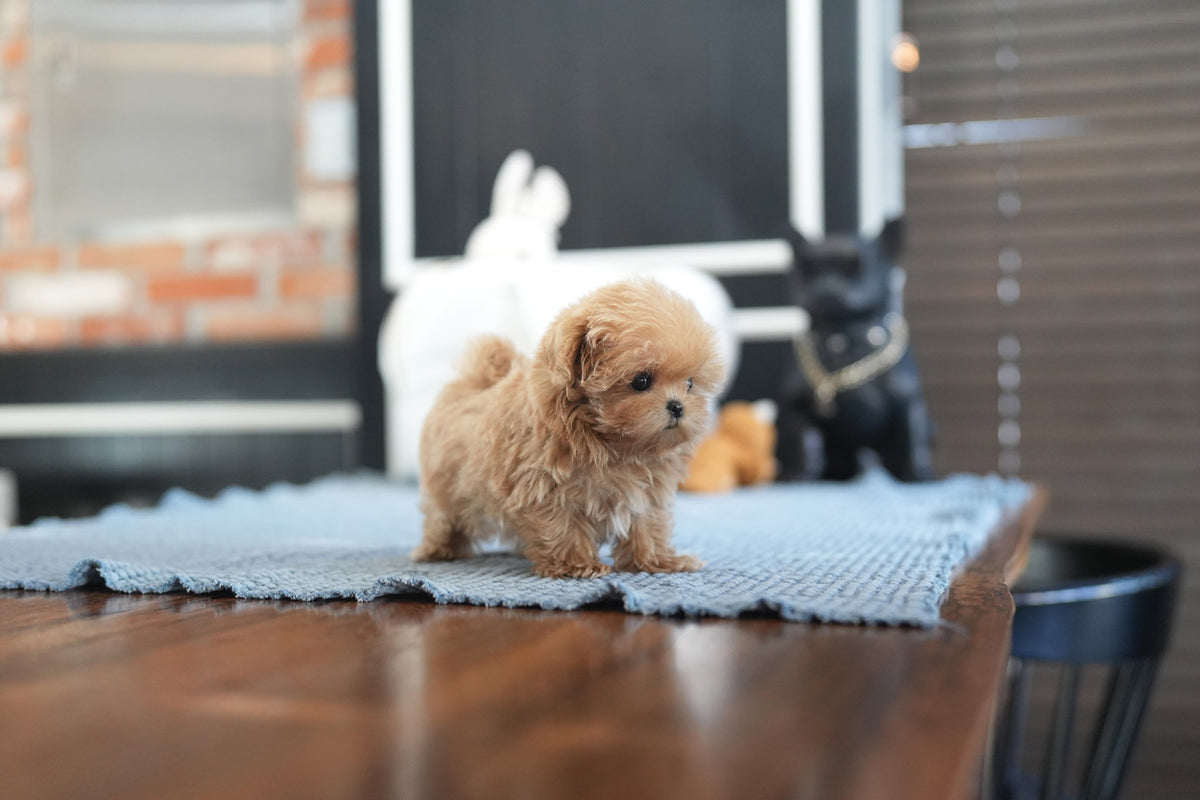 MALTIPOO_RAKI