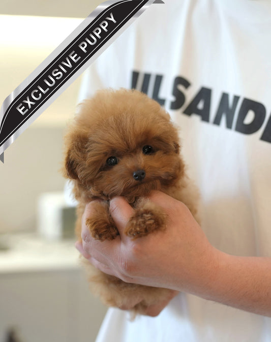 POODLE_LOO