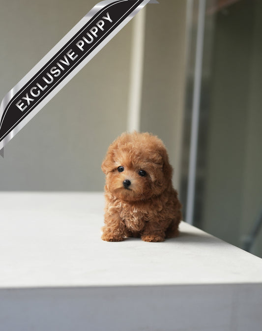 POODLE_DOROSI