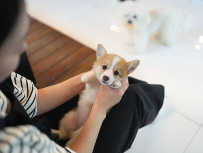 WELSH CORGI_PEPSI