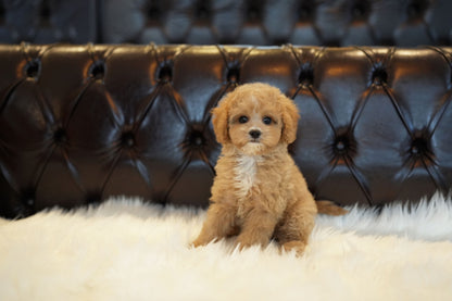GOLDENDOODLE_MOCHA