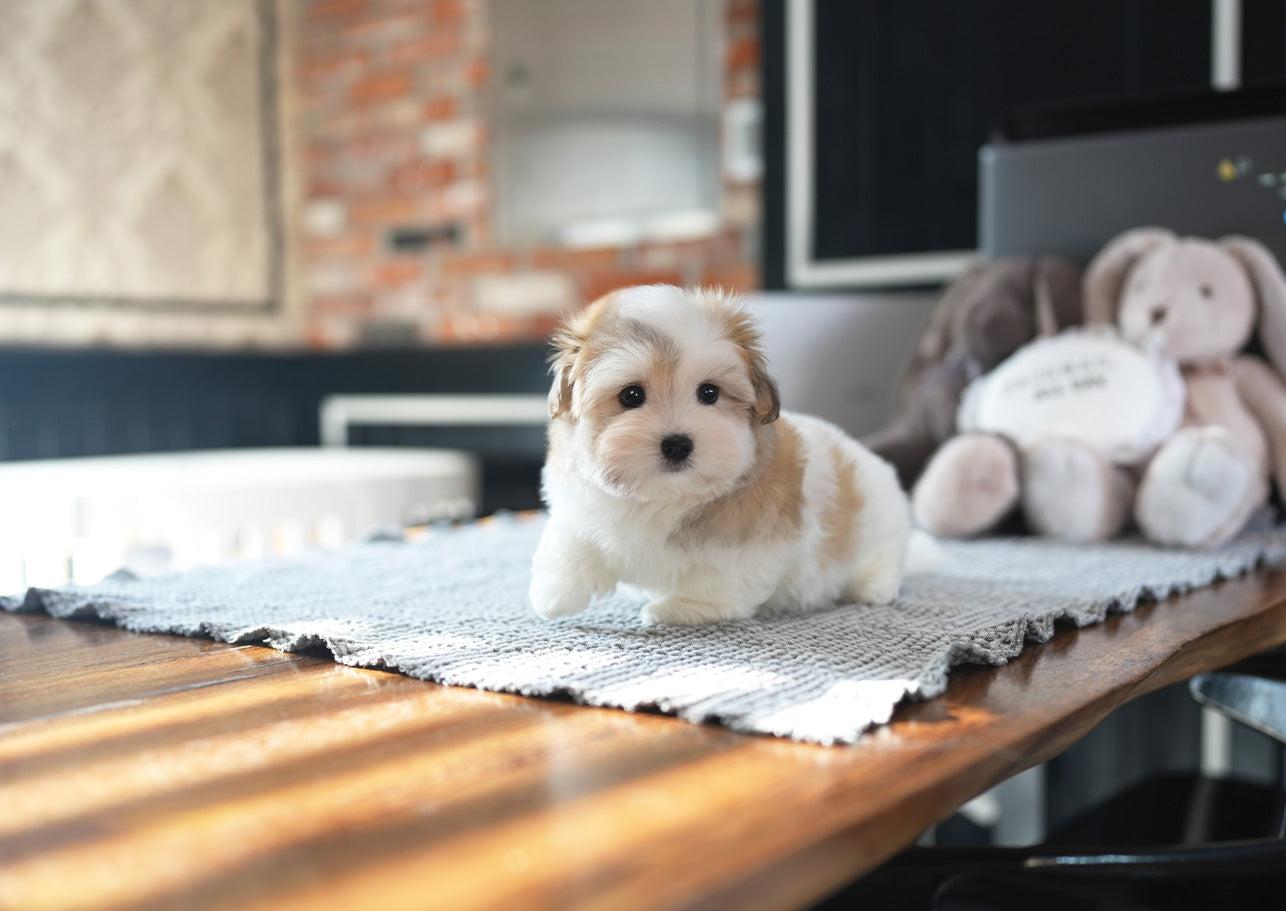 COTON DE TULEAR_MOKHWA