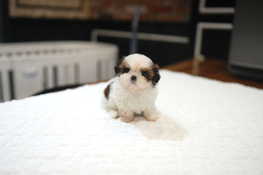 SHIH TZU_YANGENG