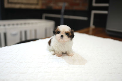 SHIH TZU_YANGENG