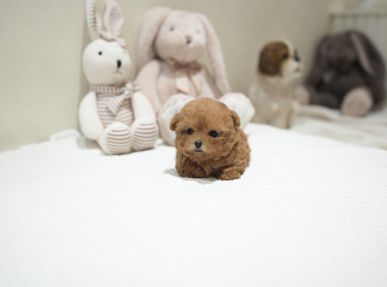 POODLE_JELLY