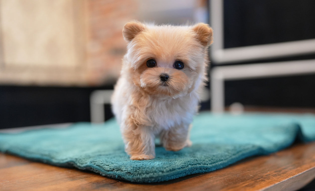 MALTIPOO_JULY