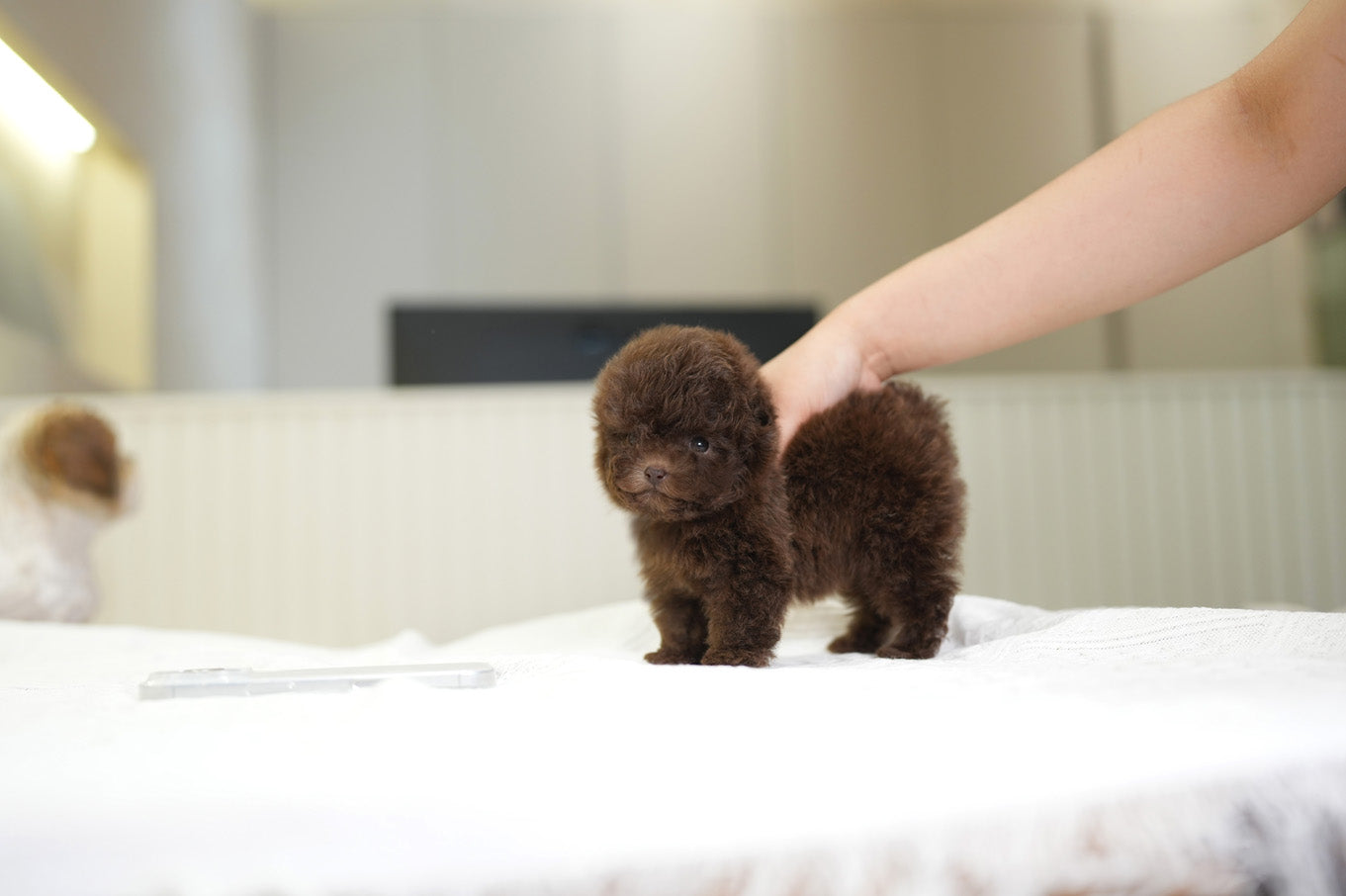 POODLE_HAZEL