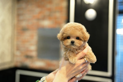 MALTIPOO_CHOCO