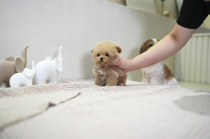 POODLE_NURI