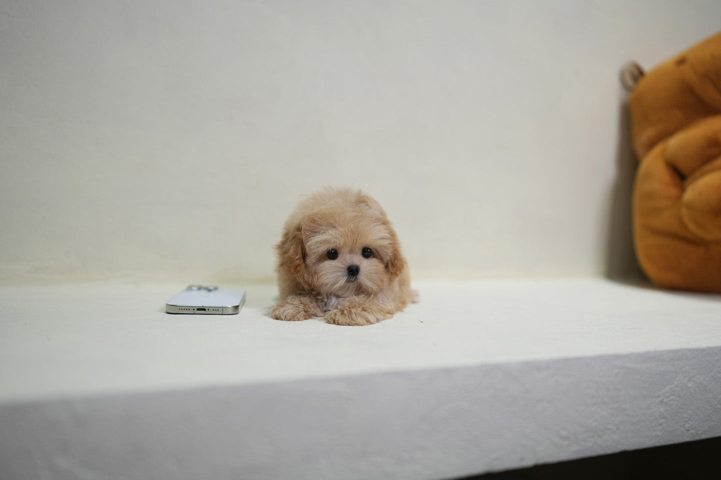 MALTIPOO_BERRY