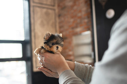 YORKIE_KAN