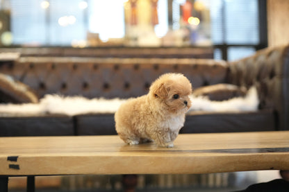 MALTIPOO_GAON