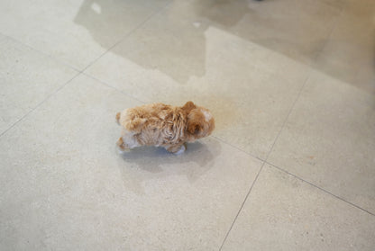 MALTIPOO_WOORI