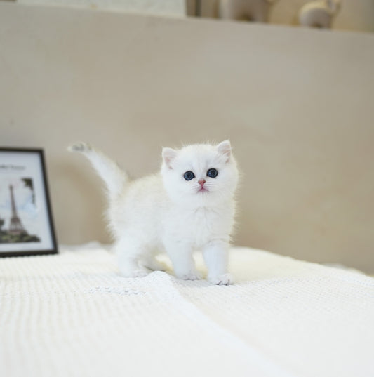 BRITISH SHORTHAIR