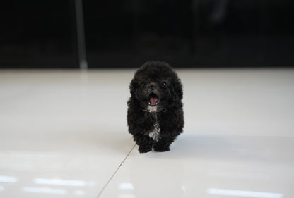 POODLE_COOKIE