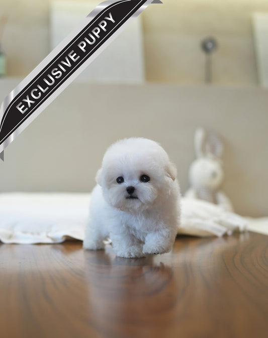 BICHON_SUNNY